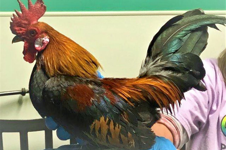 Not-your-usual pets to adopt in and around Las Vegas