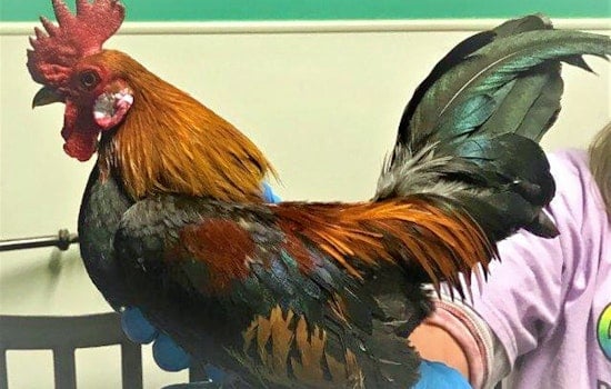 Not-your-usual pets to adopt in and around Las Vegas