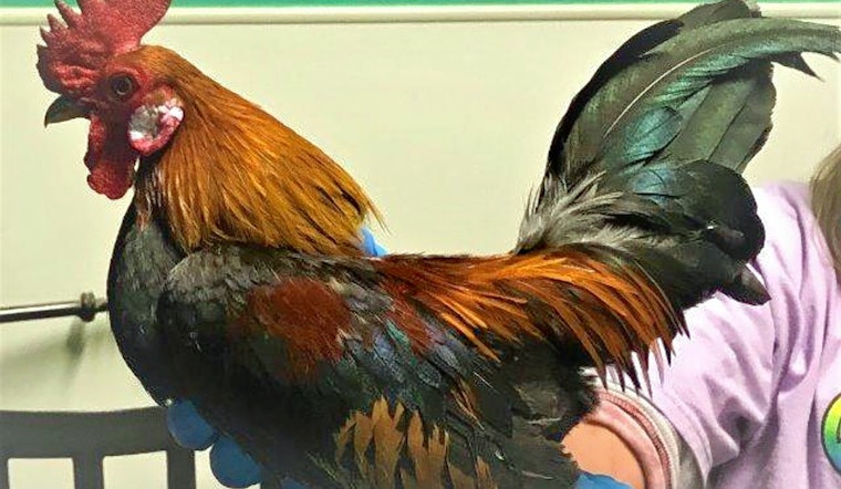 Not-your-usual pets to adopt in and around Las Vegas