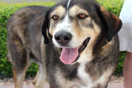 Dogs in Las Vegas looking for their furr-ever home