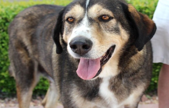Dogs in Las Vegas looking for their furr-ever home
