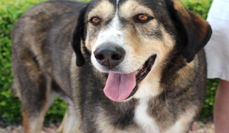 Dogs in Las Vegas looking for their furr-ever home