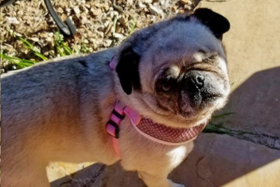 Dogs in Mesa looking for their furr-ever homes