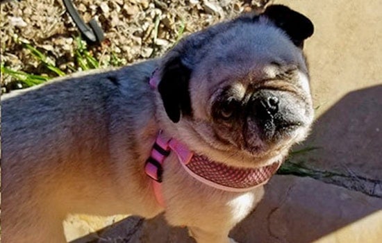 Dogs in Mesa looking for their furr-ever homes