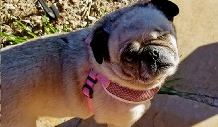 Dogs in Mesa looking for their furr-ever homes