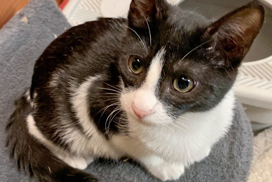 Kittens in Long Beach looking for their fur-ever homes