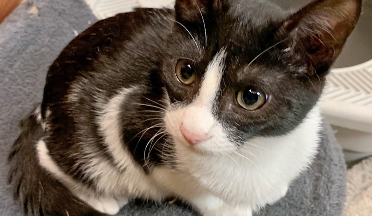 Kittens in Long Beach looking for their fur-ever homes