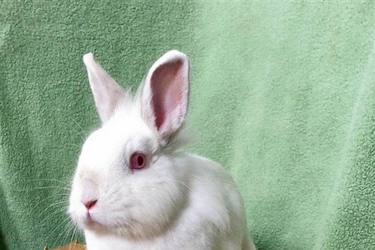 Rabbits in San Diego looking for their furr-ever homes
