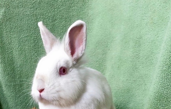 Rabbits in San Diego looking for their furr-ever homes