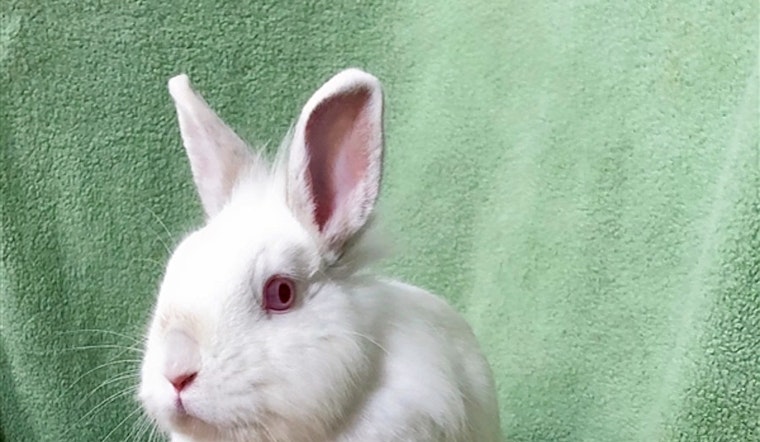 Rabbits in San Diego looking for their furr-ever homes