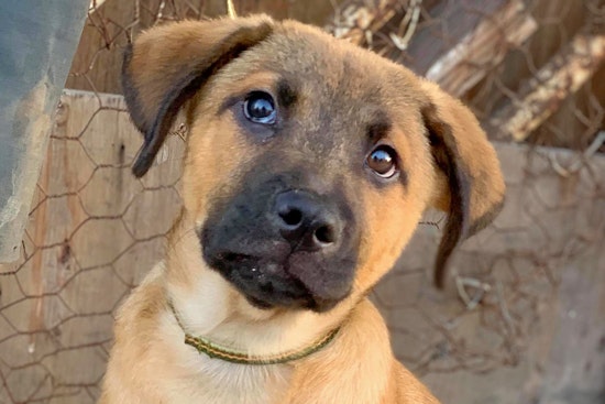 Puppies in San Francisco looking for their fur-ever homes