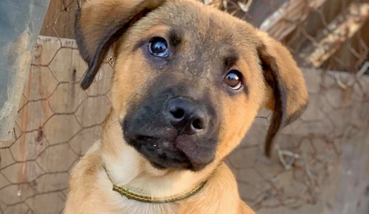 Puppies in San Francisco looking for their fur-ever homes