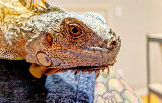 Purr-fect pets to adopt in and around Portland