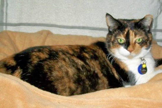 Cats in Fresno looking for their furr-ever homes