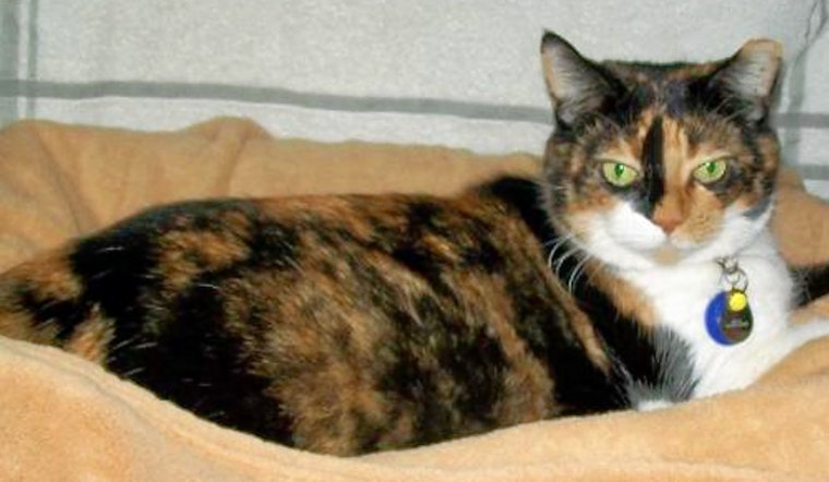 Cats in Fresno looking for their furr-ever homes