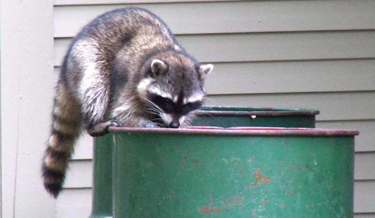 Are Raccoons the New Feral Cats?