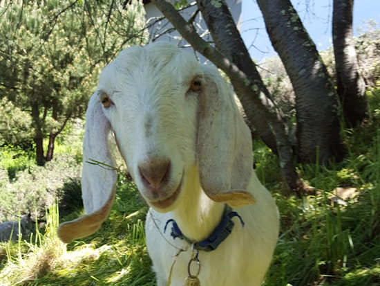 Goats Help Uncover Fort Mason's Historic Paths To Aquatic Park