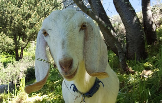 Goats Help Uncover Fort Mason's Historic Paths To Aquatic Park