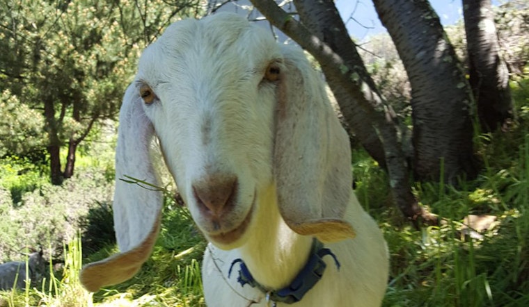 Goats Help Uncover Fort Mason's Historic Paths To Aquatic Park