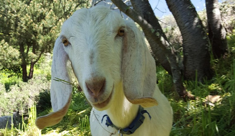 Goats Help Uncover Fort Mason's Historic Paths To Aquatic Park