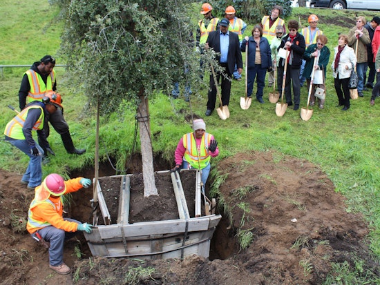 Public Works To Plant 500 Trees In District 11 Tomorrow