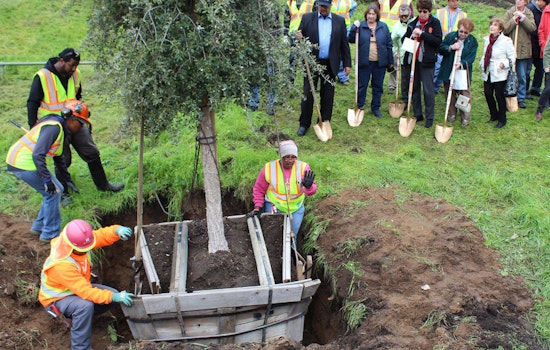 Public Works To Plant 500 Trees In District 11 Tomorrow