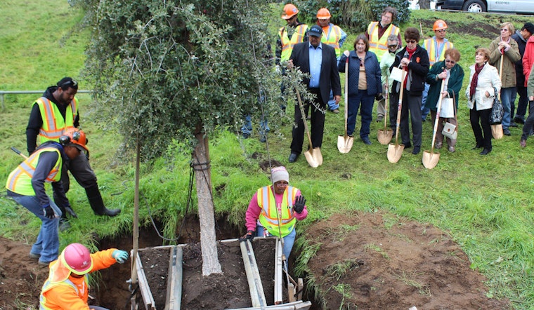 Public Works To Plant 500 Trees In District 11 Tomorrow