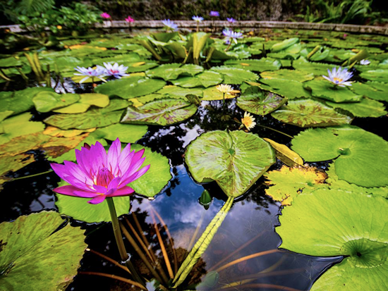 Secretly Awesome: The Kampong Is Miami's Hidden Tropical Garden