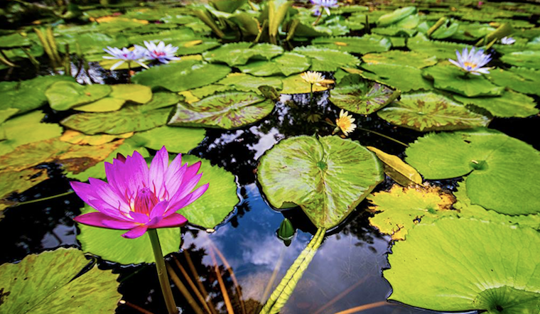 Secretly Awesome: The Kampong Is Miami's Hidden Tropical Garden