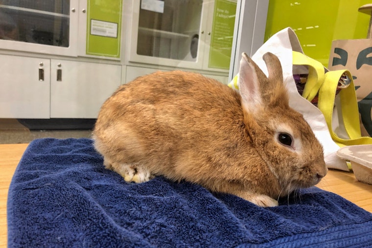 Rabbits in Los Angeles looking for their fur-ever homes
