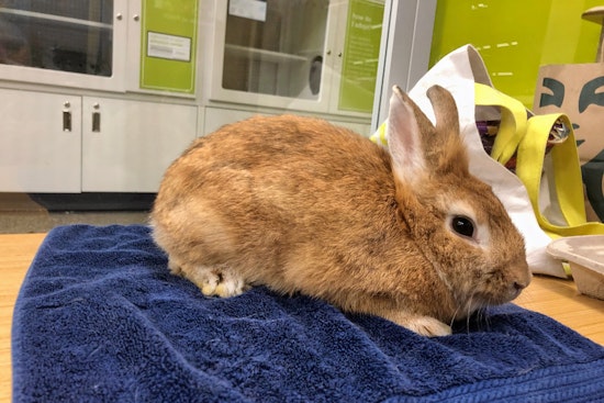 Rabbits in Los Angeles looking for their fur-ever homes