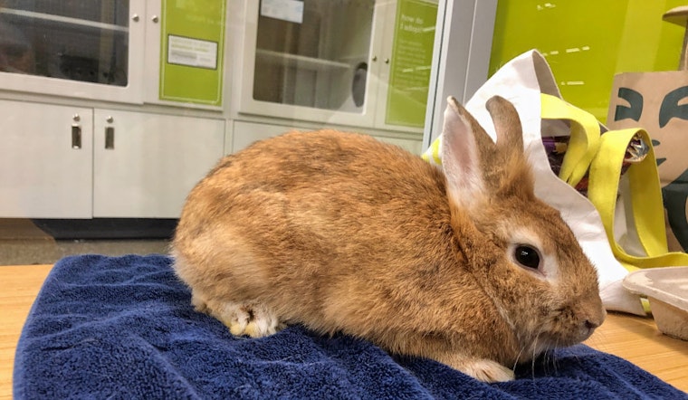 Rabbits in Los Angeles looking for their fur-ever homes