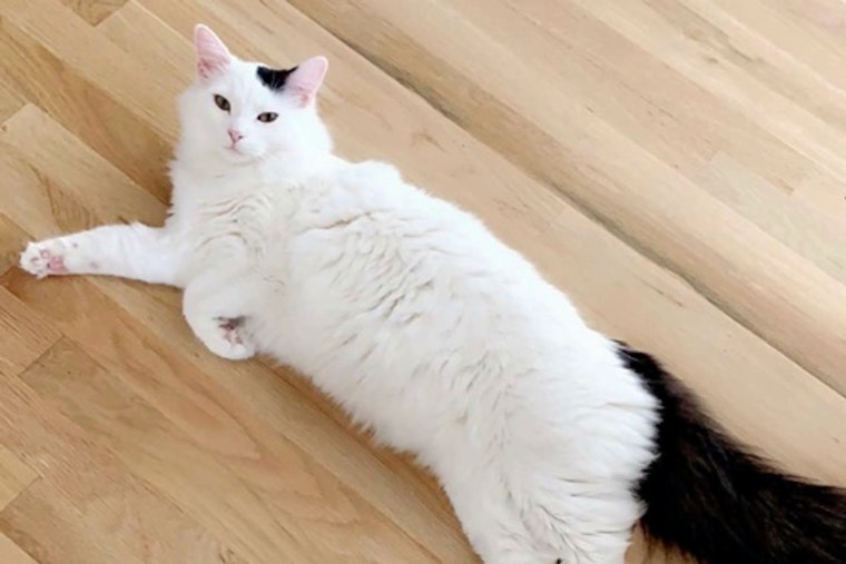 Cats in Dallas looking for their fur-ever homes