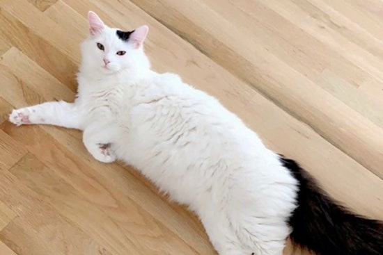 Cats in Dallas looking for their fur-ever homes