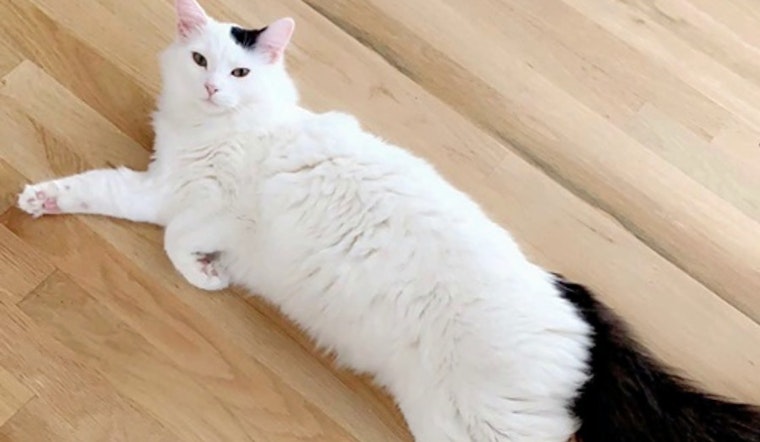 Cats in Dallas looking for their fur-ever homes