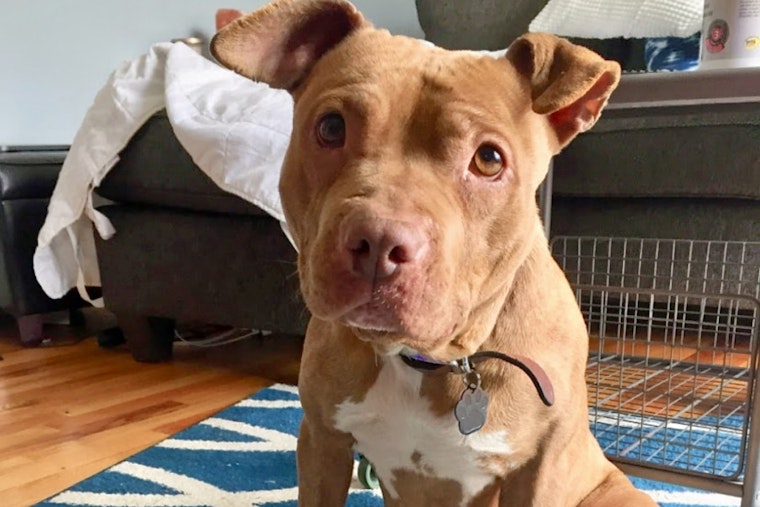Dogs in Detroit looking for their furr-ever homes