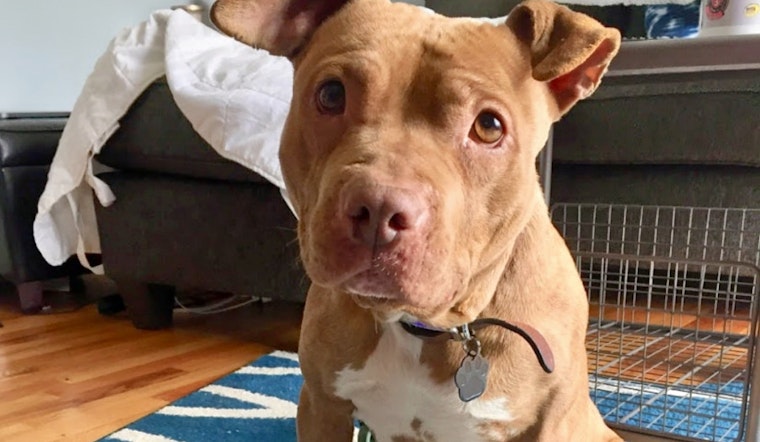Dogs in Detroit looking for their furr-ever homes