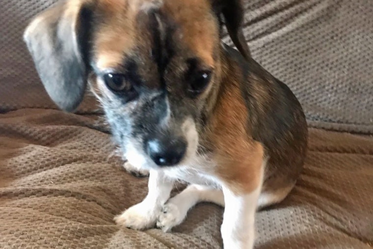 Puppies in Louisville looking for their furr-ever homes