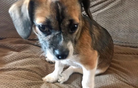 Puppies in Louisville looking for their furr-ever homes