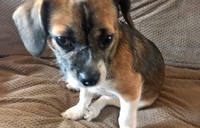 Puppies in Louisville looking for their furr-ever homes