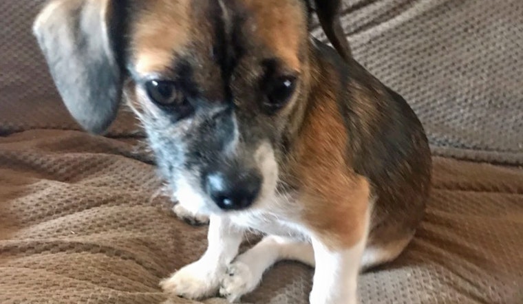 Puppies in Louisville looking for their furr-ever homes