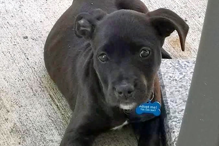 Puppies in Jacksonville looking for their fur-ever homes