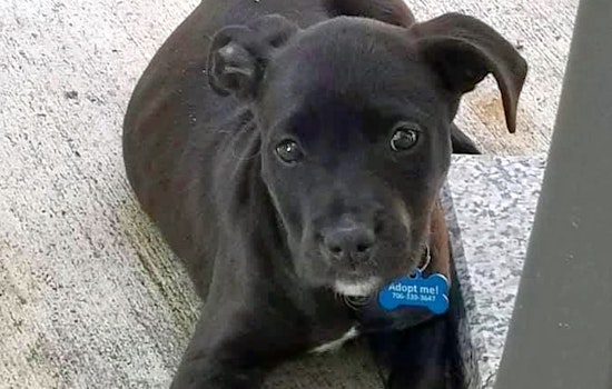 Puppies in Jacksonville looking for their fur-ever homes