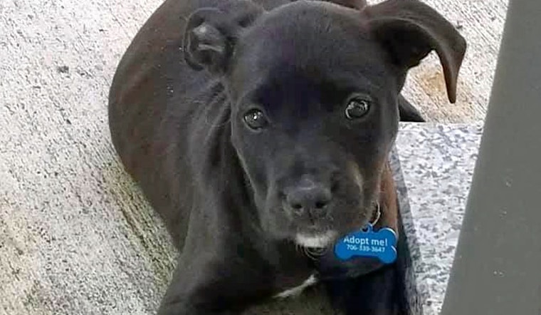 Puppies in Jacksonville looking for their fur-ever homes