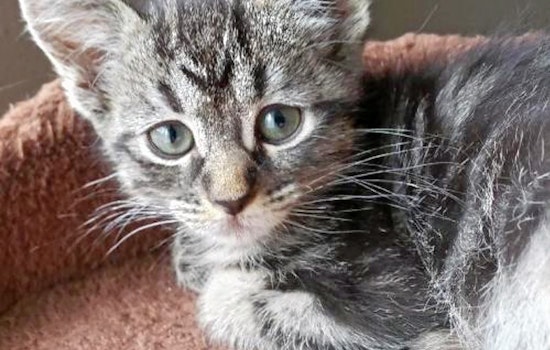 Kittens in Colorado Springs looking for their fur-ever homes