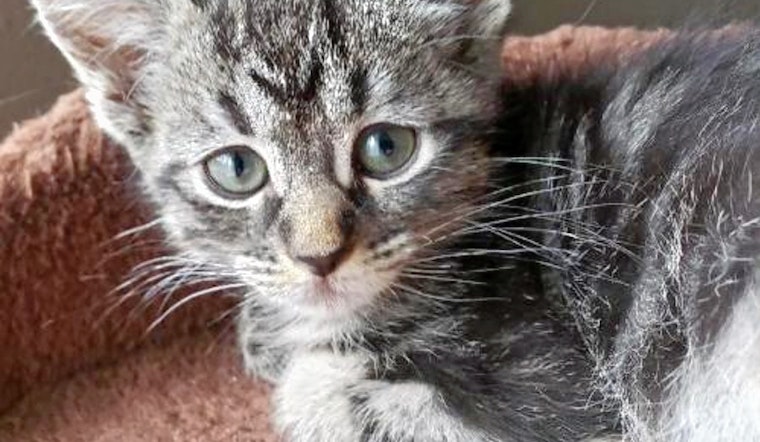 Kittens in Colorado Springs looking for their fur-ever homes
