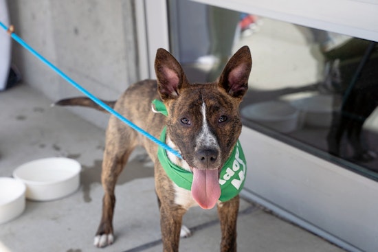 Puppies in Seattle looking for their furr-ever homes