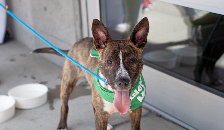 Puppies in Seattle looking for their furr-ever homes
