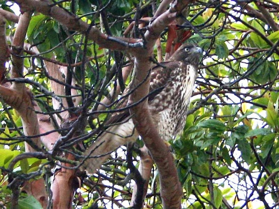 Local Birds: Duboce Park Hawk Kind of a Jerk