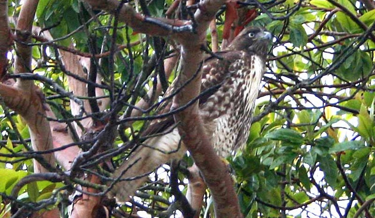 Local Birds: Duboce Park Hawk Kind of a Jerk